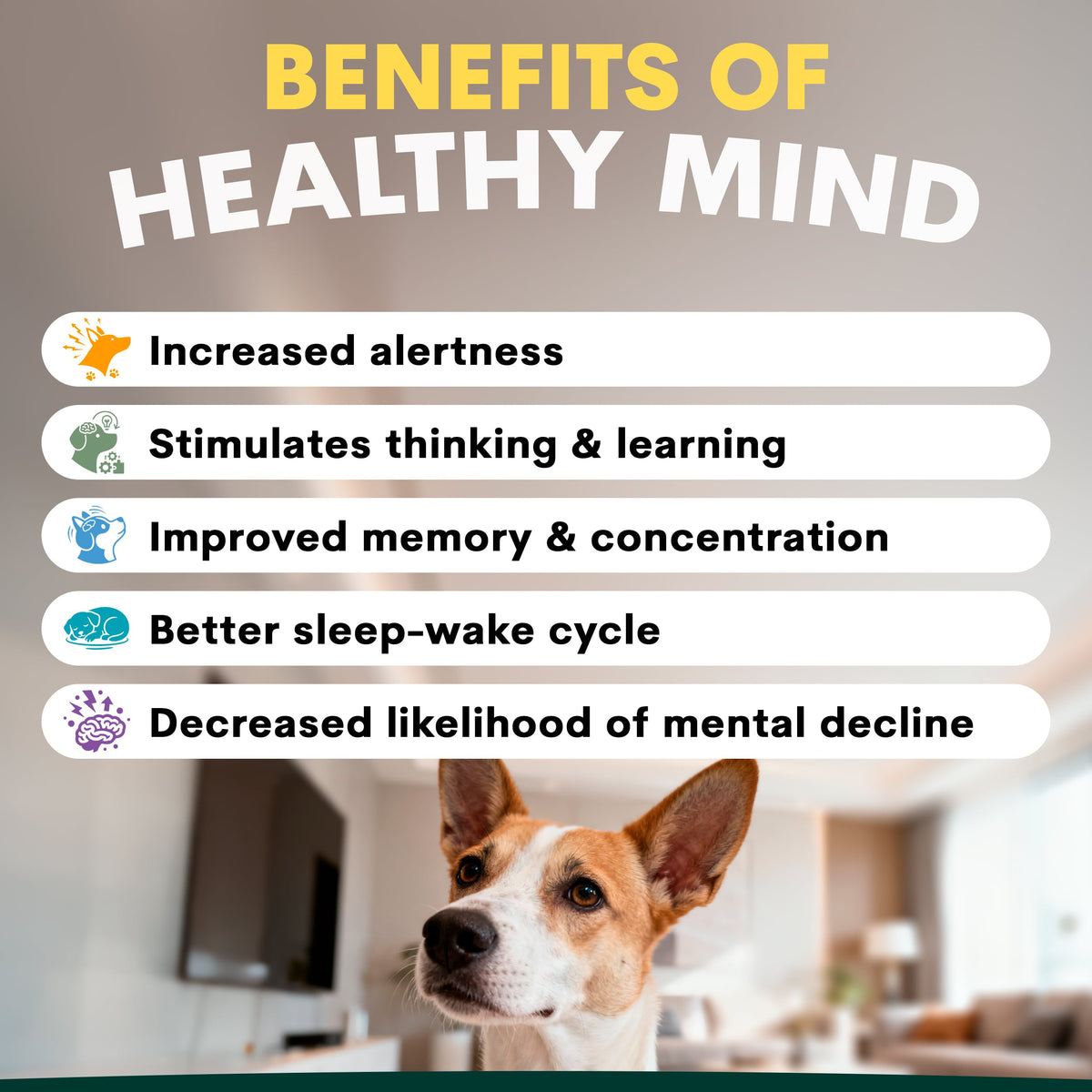 Petz Park - 狗狗腦部認知保健 Brain Support for Dogs