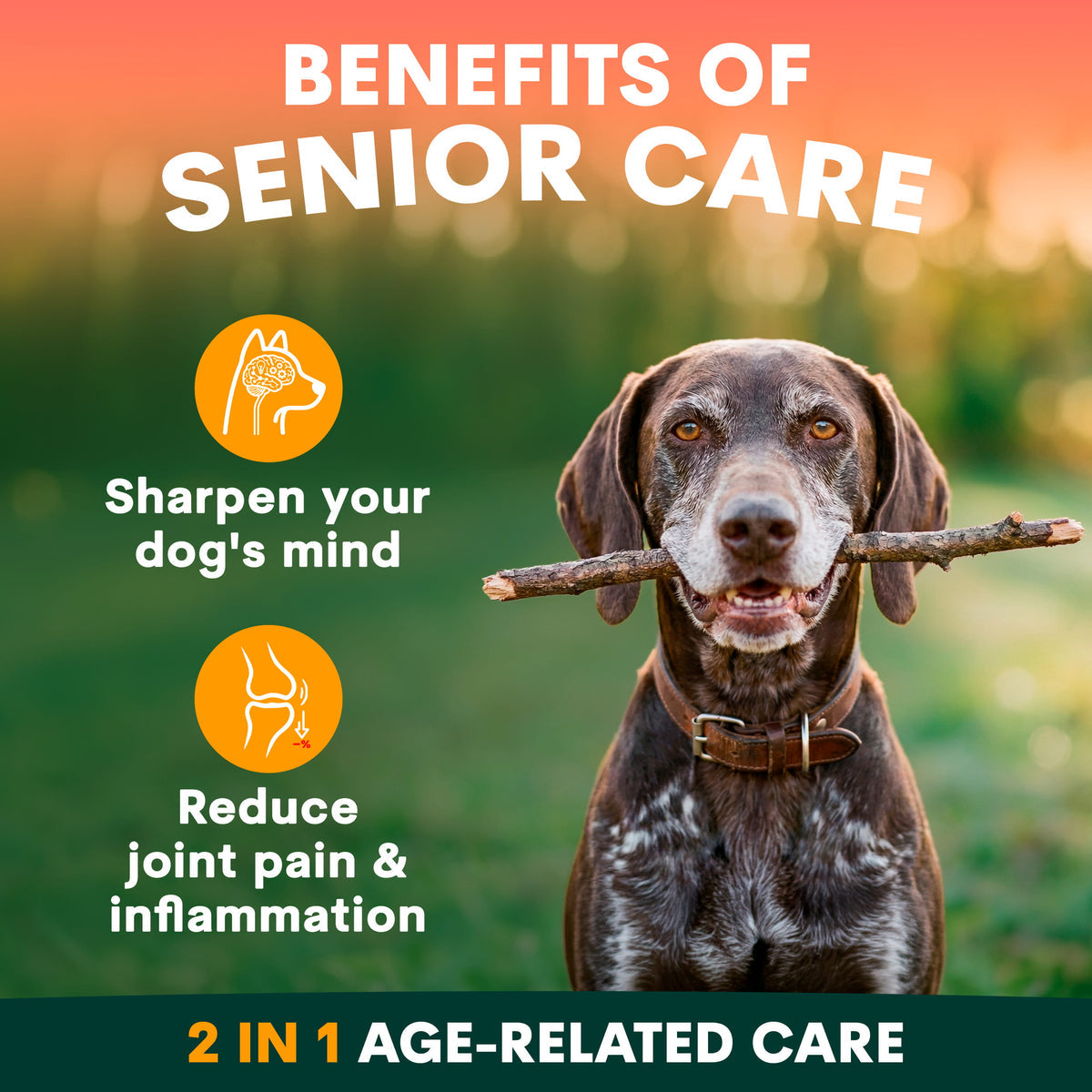 Petz Park - 老年犬全面保健 Senior Care for Dogs