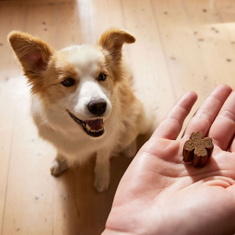 ZamiPet - 過敏止癢保健 Allergy & Itch Supplement for Dogs